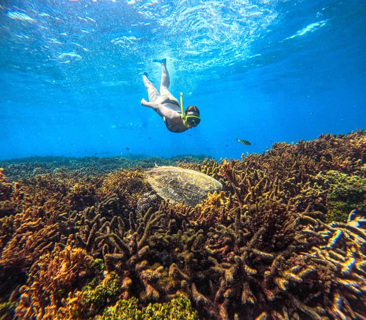 image n.6 of Trincomalee: Whale & Dolphin Tour + Navy Island Snorkeling activity in Trincomalee, uploaded by supplier