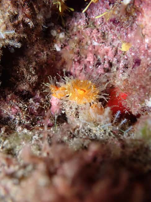 image n.4 of Night Snorkeling: An unforgettable experience! activity in Madeira, uploaded by supplier