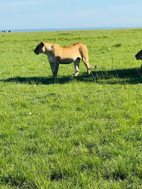 image n.112 of From Nairobi to Masai Mara Reserve & Village visit Day trip activity in Central Kenya, uploaded by supplier