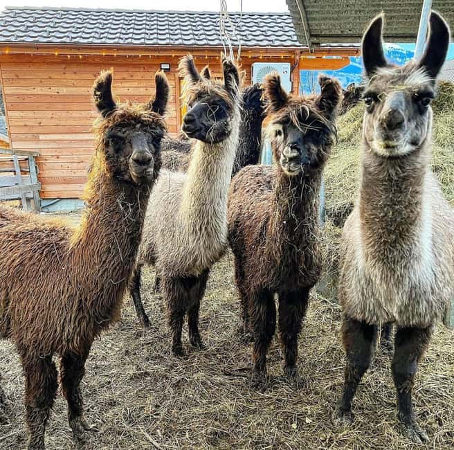 Bild Nr. 8 von Triesenberg: Spaziergang mit Lamas in den Bergen Aktivität in Triesenberg, hochgeladen vom Anbieter