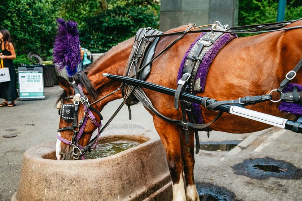 Bild Nr. 14 von NYC: Geführte Kutschfahrt im Central Park Aktivität in New York, hochgeladen vom Anbieter