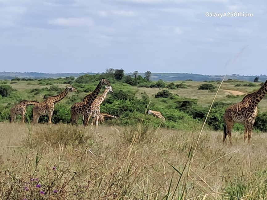 image n.20 of Nairobi: National Park & Optional Elephants & Giraffe Center activity in Nairobi, uploaded by supplier