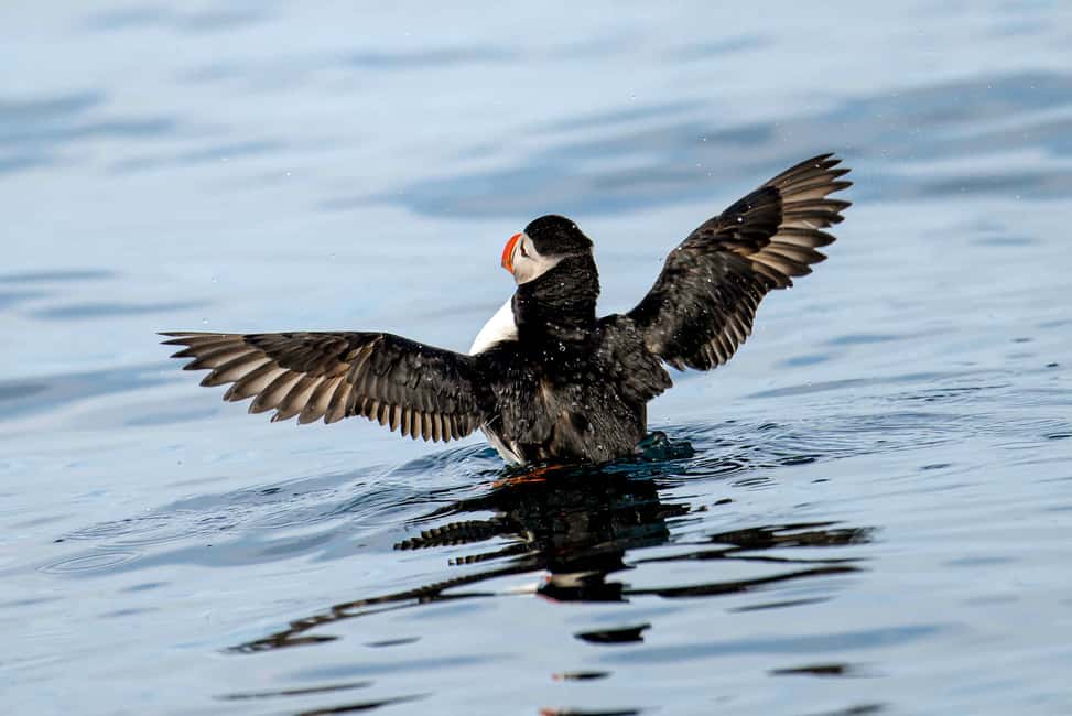 image n.7 of Bleik: Whale Watching by Speedboat with Puffins and Muffins activity in Nordland County, uploaded by supplier