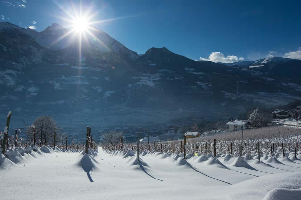 image n.2 of Aosta Valley: Visit and wine tasting at the Grosjean winery activity in Aosta Valley, uploaded by supplier