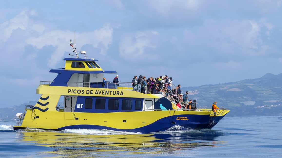 image n.3 of São Miguel: Whale-Watching Cruise with Marine Biologist activity in Ponta Delgada, uploaded by supplier