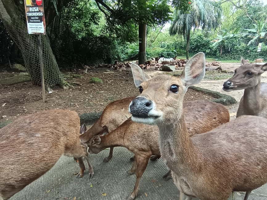 image n.16 of Jakarta : Taman Safari, Panda Palace, and Waterfall activity in Bogor, uploaded by supplier
