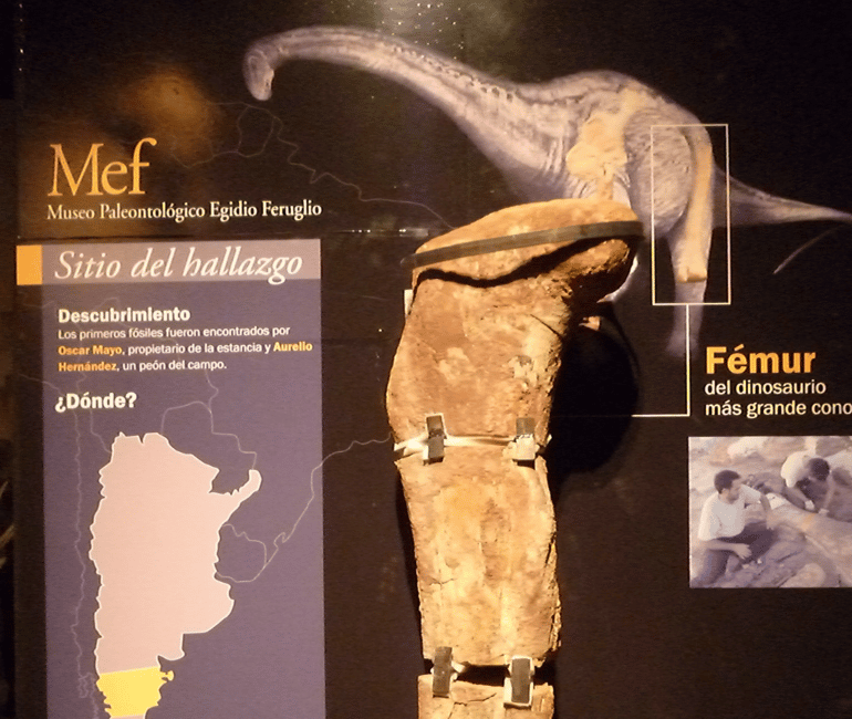 Bild Nr. 2 von Tal + Paläontologisches Museum für Kreuzfahrtpassagiere Aktivität in Chubut Provinz, hochgeladen vom Anbieter