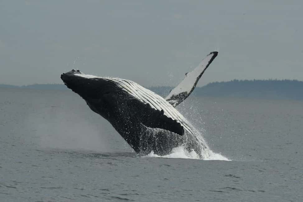 image n.4 of Anacortes: Full Day Whale/Wildlife Tour; Friday Harbor Stop activity in Anacortes, uploaded by supplier