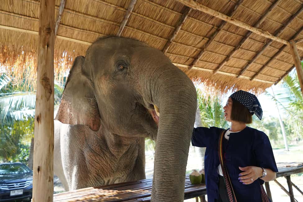 imagen n.º 8 de Desde Bangkok: Excursión de un día al santuario de elefantes Living Green actividad en Provincia de Chon Buri, subida por el proveedor