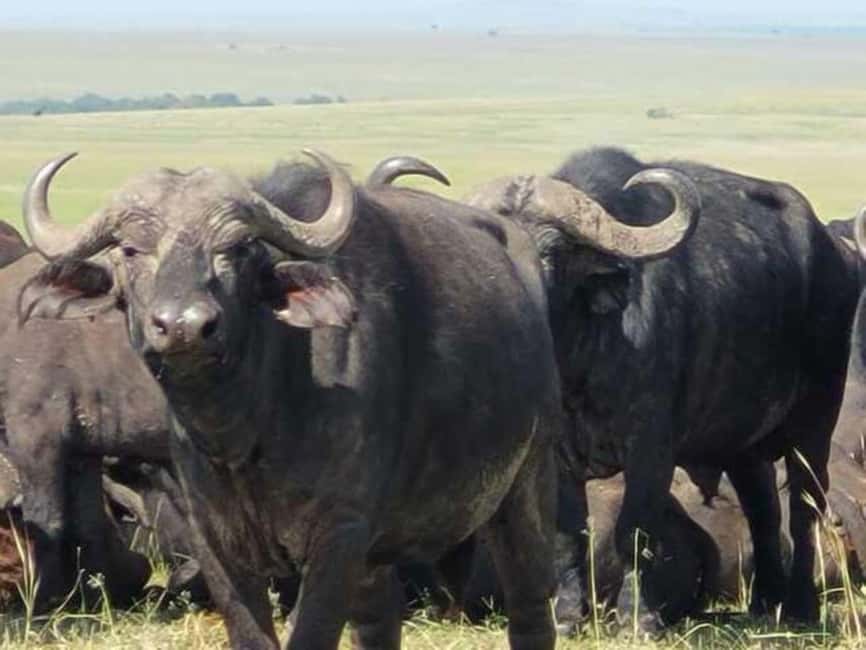 image n.53 of 2-Days Wildlife Safari to Tsavo East & Tsavo West Park activity in Coast Province, uploaded by supplier