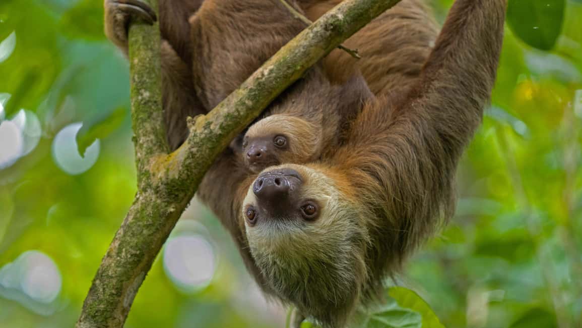 Immagine nº 1 di Guanacaste: Santuario dei bradipi e avventura alle cascate attività a Provincia di Limón, caricata dal fornitore