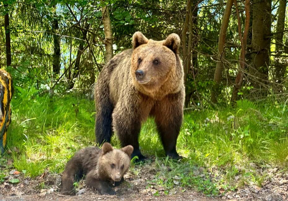 Bild Nr. 2 von Bukarest: Tagestour „Top Gear Road und wilde Braunbären“ Aktivität in Câmpulung, hochgeladen vom Anbieter