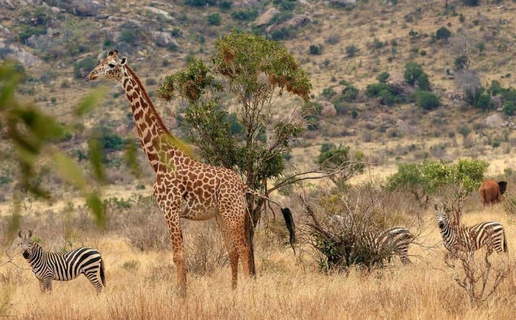 image n.43 of 2-Days Wildlife Safari to Tsavo East & Tsavo West Park activity in Coast Province, uploaded by supplier