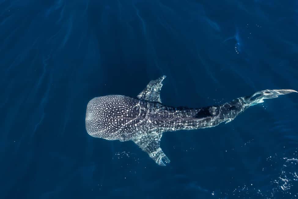 Immagine nº 2 di Muscat: Tour di snorkeling delle isole Daymaniat con rinfresco attività a Oman, caricata dal fornitore