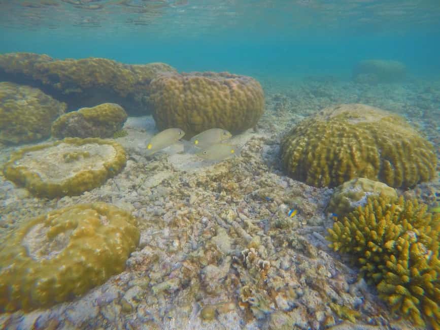 image n.32 of From Khao Lak: Phi Phi, Maya Bay, and Khai Islands Day Trip activity in Gulf of Thailand, uploaded by supplier