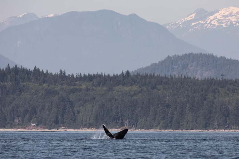 image n.11 of Campbell River: Whale & Wildlife Discovery Cruise activity in British Columbia, uploaded by supplier
