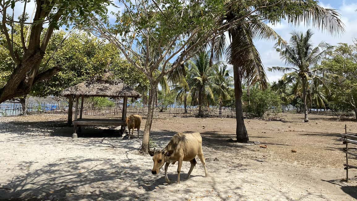 afbeelding n.9 van Privétour snorkelen Gili Gede, GIli Asahan, Gili Goleng activiteit in West-Nusa Tenggara, geüpload door aanbieder