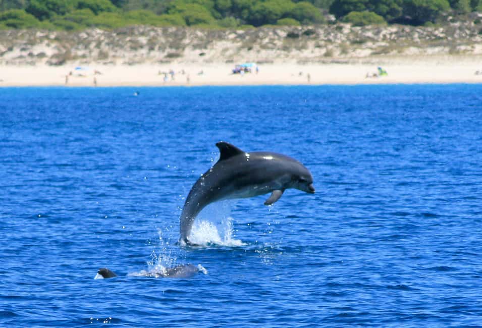 image n.5 of Setúbal: Dolphin Watching Boat Tour activity in Lisbon District, uploaded by supplier