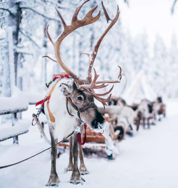 billede nr.15 af aktiviteten Kombinationstur\Husky og rensdyrslædetur i Levi i Lapland, uploadet af udbyder