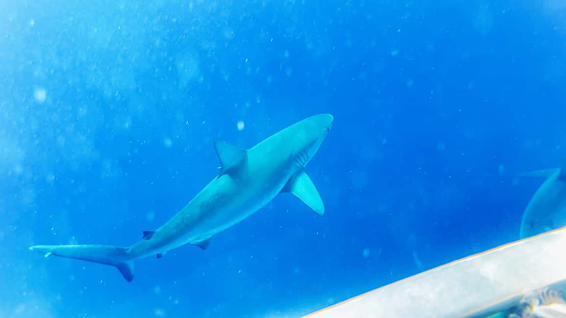 image n.13 of Oahu: Shark Cage Dive on the North Shore activity in Honolulu, uploaded by supplier