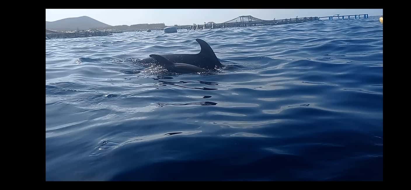 image n.1 of Los Cristianos: Kayak & Snorkel Tour with turtles and photos included activity in Arona, Tenerife, uploaded by supplier