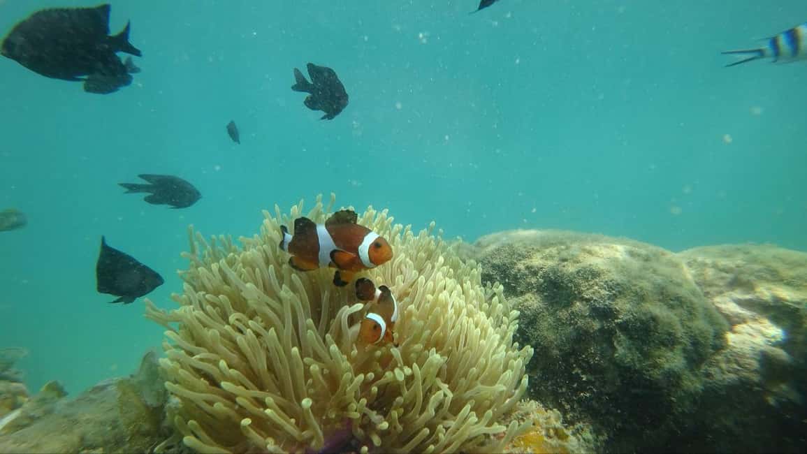 image n.6 of Bintan Snorkeling activity in Riau Islands, uploaded by supplier