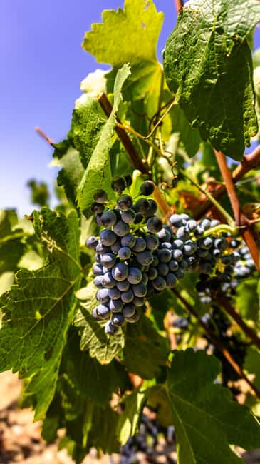 image n.5 of From Albufeira: Full-Day Wine Tasting Tour with a Guide activity in Monchique, uploaded by supplier
