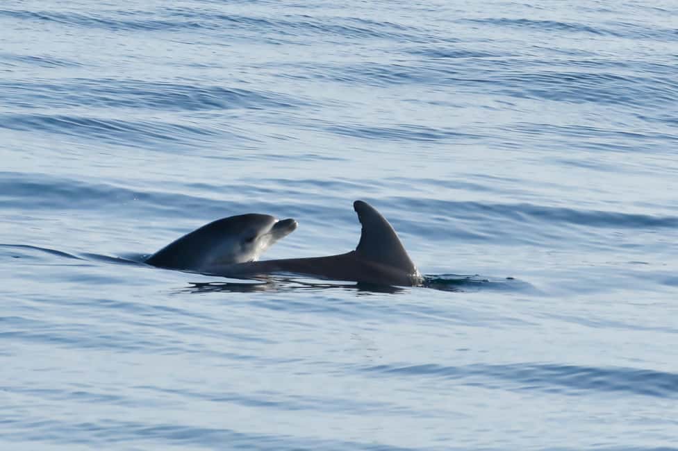 Bild Nr. 3 von Funtana: Delfin-Safari, Getränke inklusive Aktivität in Funtana, hochgeladen vom Anbieter