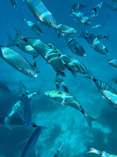 Immagine nº 8 di Da Palau: Tour in gommone nell'Arcipelago di La Maddalena attività a Sardegna, caricata dal fornitore