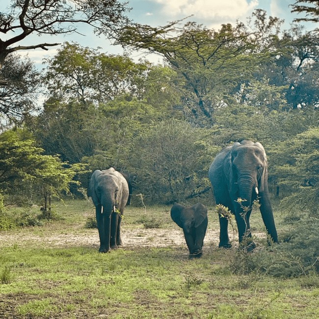 image n.62 of From Zanzibar: Day Selous Game Reserve Safari with Flights activity in Morogoro Region, uploaded by supplier
