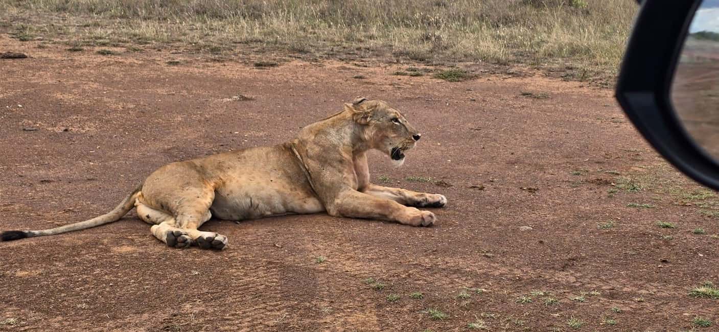 image n.27 of Nairobi: National Park & Optional Elephants & Giraffe Center activity in Nairobi, uploaded by supplier