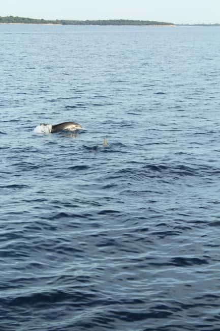 Bild Nr. 37 von Pula: Delfinbeobachtung & Sonnenuntergangskreuzfahrt mit Abendessen & Getränken Aktivität in Pula, Kroatien, hochgeladen vom Anbieter