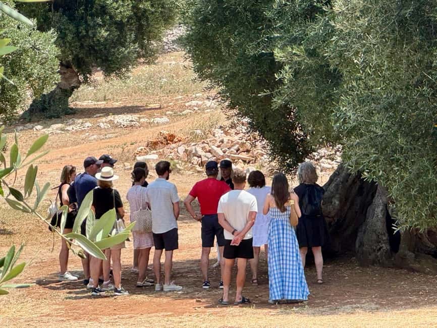 image n.8 of Ostuni: Farm tour among thousand-year-old olive trees with oil tasting activity in Ostuni, uploaded by supplier