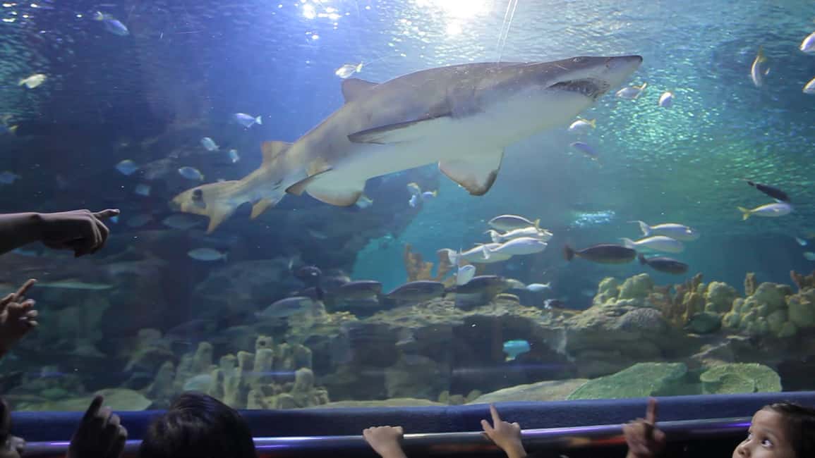 Image N°15 de Kuala Lumpur : billet d'entrée à Aquaria KLCC activité à Kuala Lumpur, publiée par le prestataire