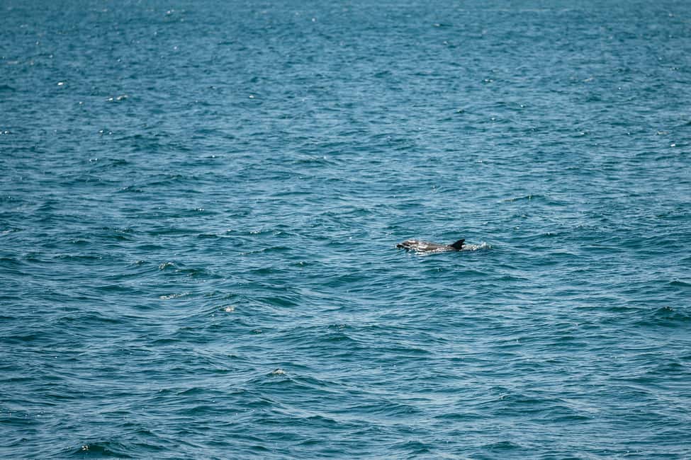 imagen n.º 16 de Cape May: tour de avistamiento de ballenas y delfines en la costa de Jersey actividad en Cape May, subida por el proveedor
