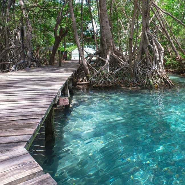 image n.13 of Merida: Celestun Boat Ride Mangrove Experience! Beach Time activity in Celestún, uploaded by supplier