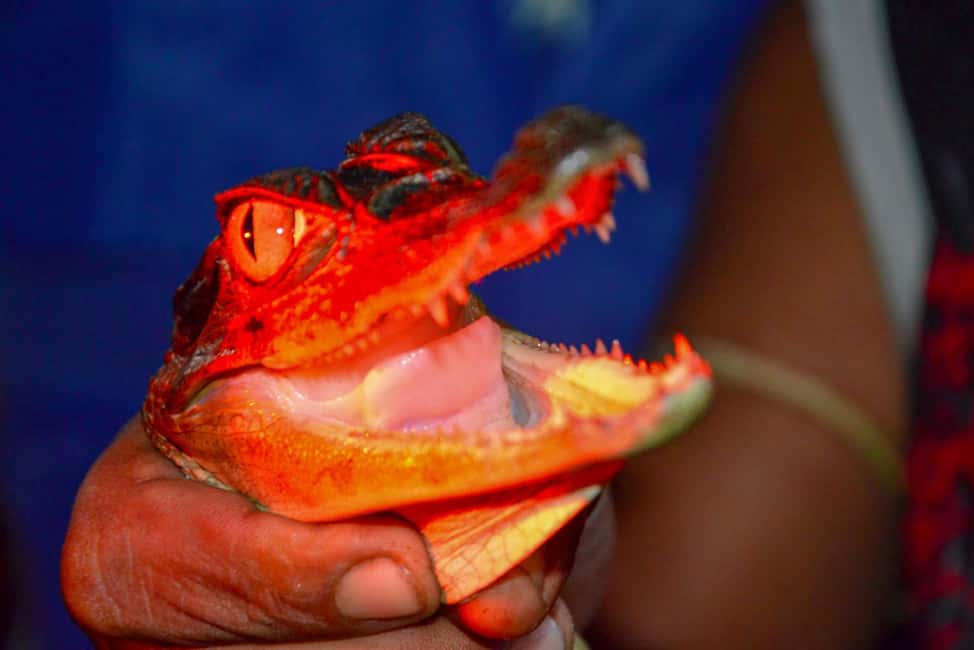 imagen n.º 2 de Manaos: Tour de 2, 3 o 4 días por la selva amazónica en el Anaconda Lodge actividad en Manaos, subida por el proveedor