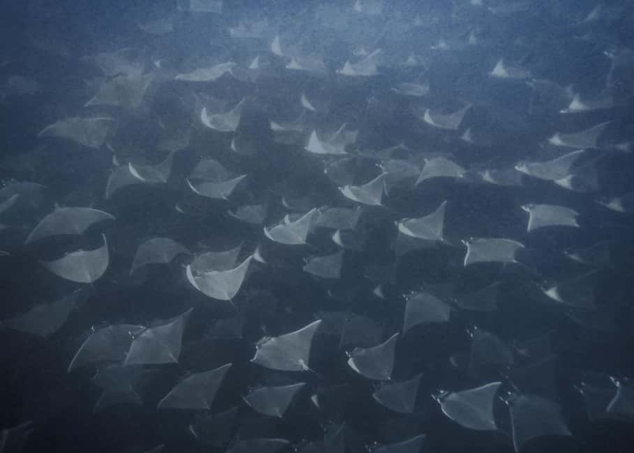 image n.1 of Cabo Pulmo Snorkeling activity in Baja California Sur, uploaded by supplier