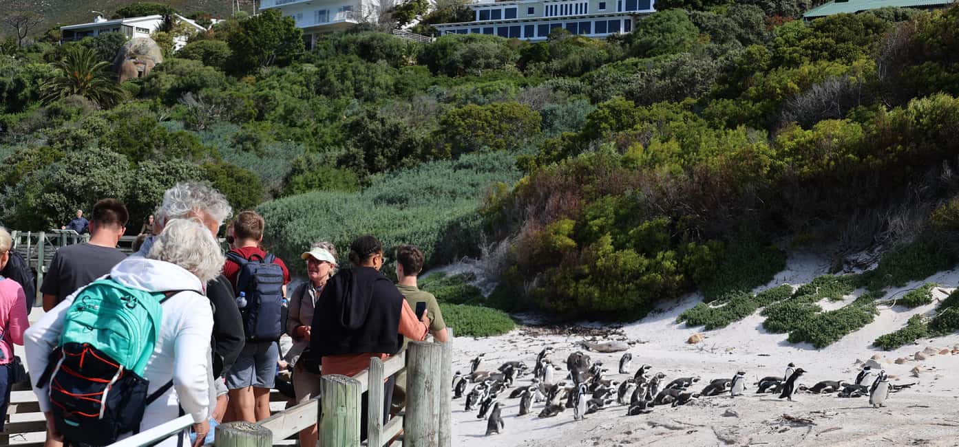 image n.2 of Cape Town: Penguin Watching at Boulders Beach Half Day Tour activity in Cape Town, uploaded by supplier