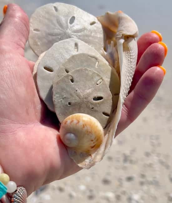 image n.12 of Marco Island: 2-Hour Dolphin, Birding, and Shelling Tour activity in Fort Myers, uploaded by supplier