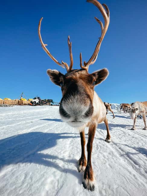 image n.1 of Tromsø: Reindeer Experience at a Sami Camp activity in Tromsø, uploaded by supplier