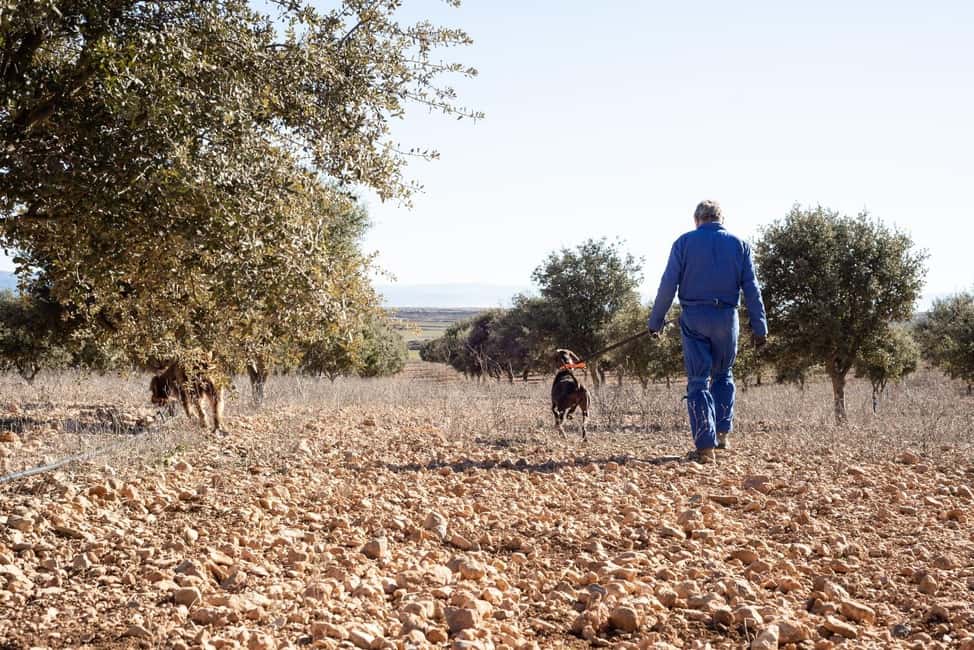 image n.6 of Tuscany: Truffle Hunting and Meal at a Winery activity in Florence, uploaded by supplier