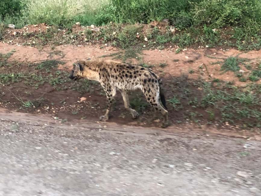 image n.11 of 6-Day kenya safari to Amboseli and Tsavo west & East. activity in Coast Province, uploaded by supplier
