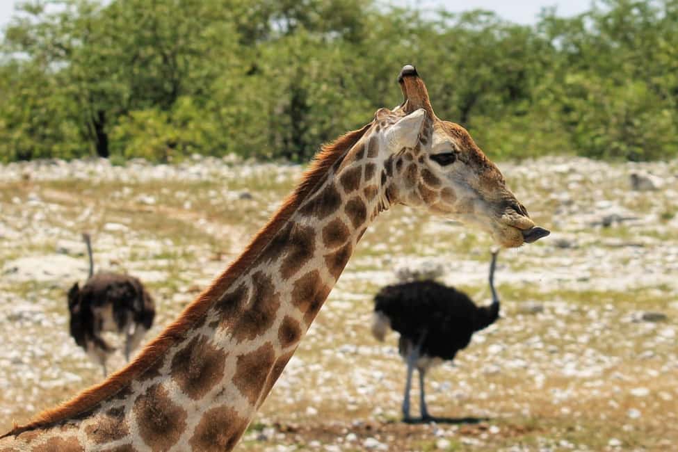 image n.19 of Etosha National Park: Full or Half-Day Game Drive activity in Oshikoto Region, uploaded by supplier