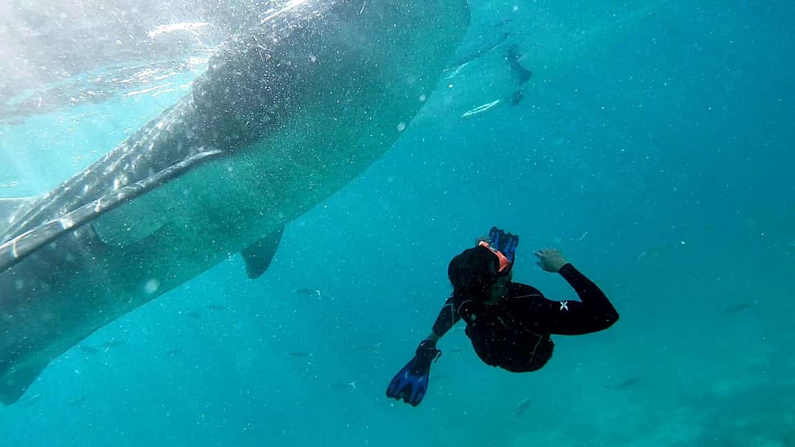 imagem n.15 de Cebu: Natação com tubarões-baleia e excursão de canoagem em Kawasan atividade em Badian, carregada pelo fornecedor