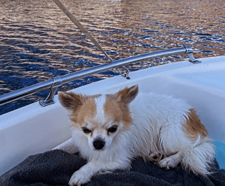 imagen n.º 12 de Santorini: Alquiler de barcos sin licencia con equipo de snorkel actividad en Fira, subida por el proveedor