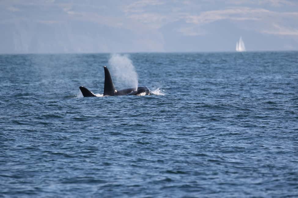 サプライヤーによってアップロードされた、スコットランド高地のマル島グレンゴーム城でのガイド付き野生動物観察の画像#5