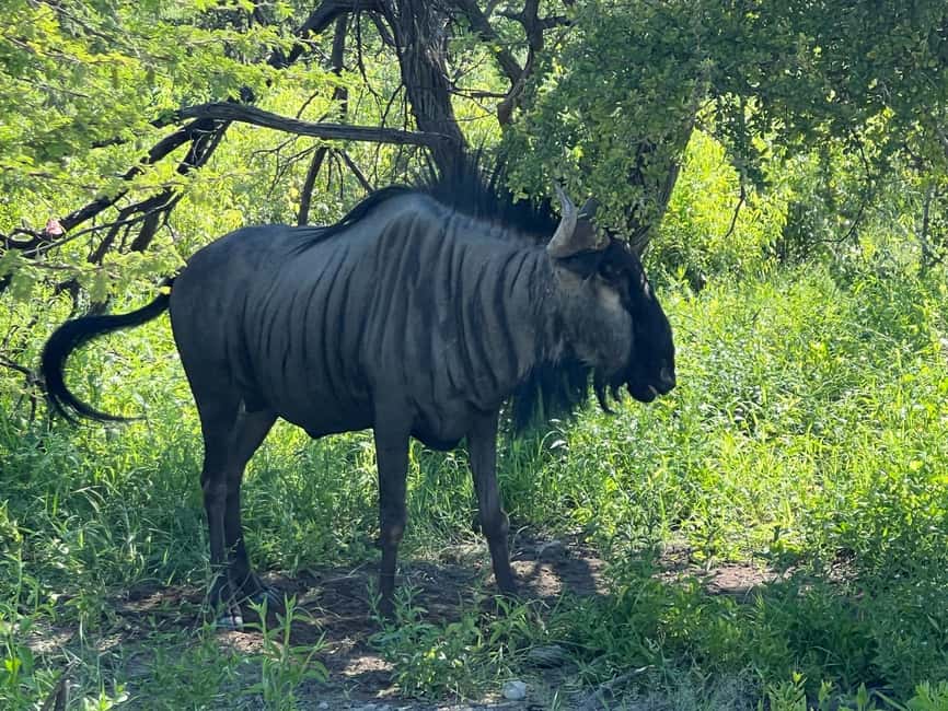 image n.15 of Etosha National Park: Full or Half-Day Game Drive activity in Oshikoto Region, uploaded by supplier