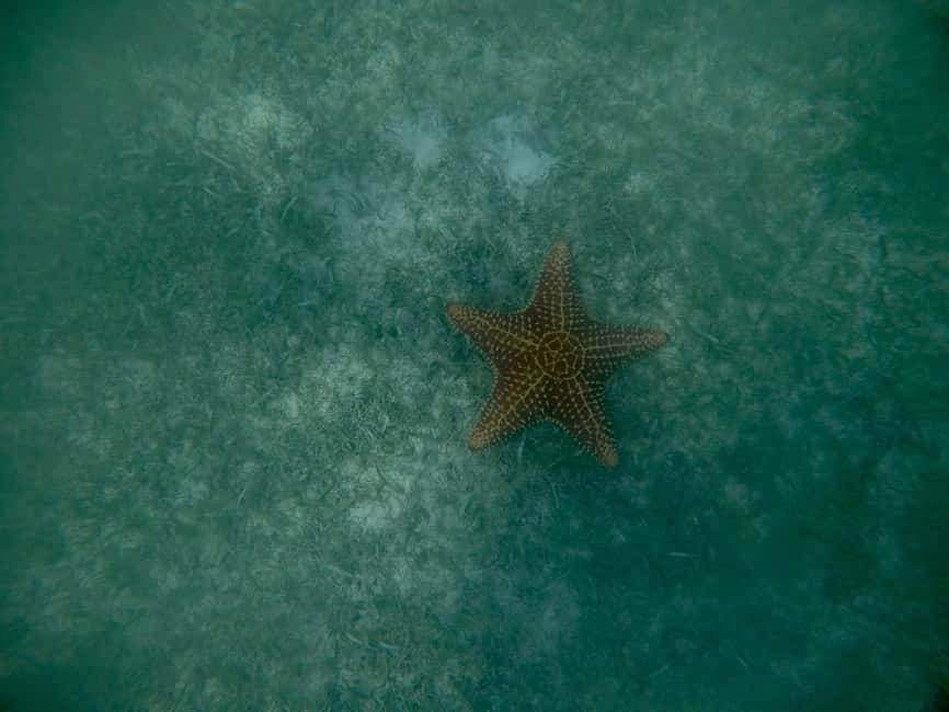 afbeelding n.3 van Akumal: Snorkelen met zeeschildpadden en koralen activiteit in Akumal, geüpload door aanbieder