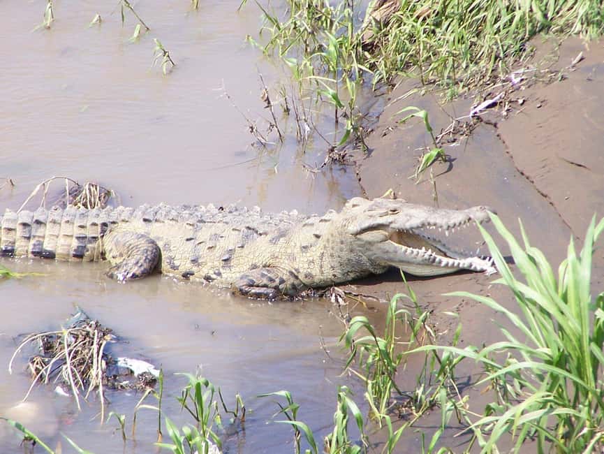 image n.95 of Carara National Park: Best Tour Carara National Park-One Day activity in Puntarenas Province, uploaded by supplier